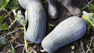 Des légumes et des bottes