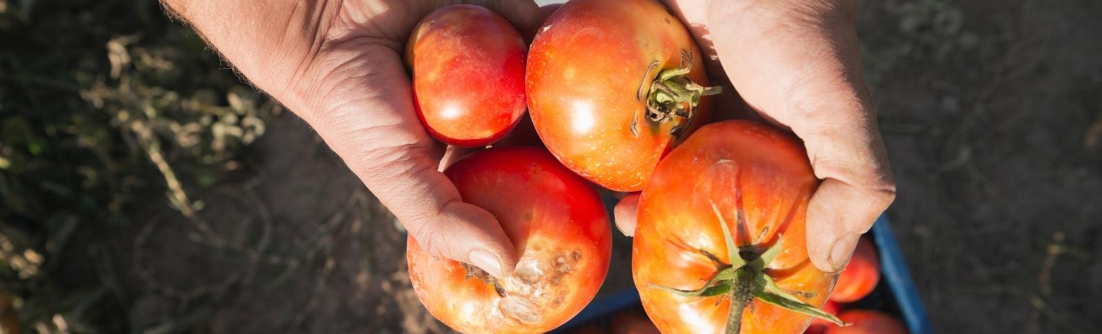 Tomatoes picking